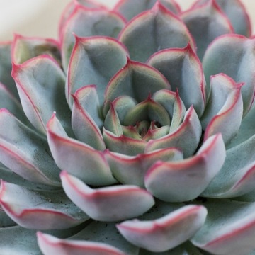 Echeveria 'Hercules' - eszeweria