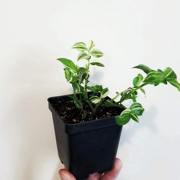 ПРОИЗВОДСТВЕННЫЕ ГОРШКИ Р7 ДЛЯ ПОСЕВА КУЛЬТУРНЫХ КУЛЬТУР И ПОСЕВА РАССАМЕНОВ 12ШТ/КОМПЛЕКТ