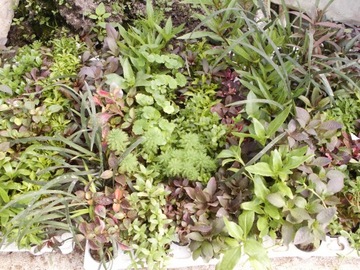 == 6== шт КОРЗИНКИ Аквариумные растения для аквариума имеют этикетки с названиями.