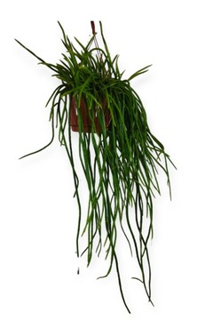 Rhipsalis Selenicereus Werckleii wiszący MEGA OKAZ!!!