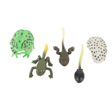 5 шт. Цикл роста головастика Реалистичный детальный этап роста PVC 7Q