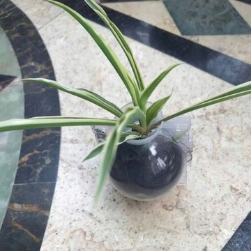 ШАРИКИ ДЛЯ УКОРЕНЕВАНИЯ РОЗ И РАЗМНОЖЕНИЯ СЕМЯНАМИ ШАРИКОВЫЕ ВОЗДУШНЫЕ ШЕЙКИ 5 шт.