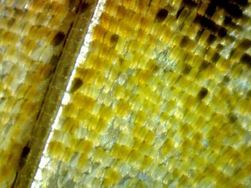 DLT-Cam Basic 2-мегапиксельная камера для микроскопа с USB 2.0