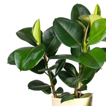 Ficus elastica 'Robusta' Figowiec sprężysty