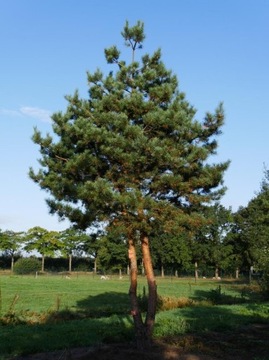 SOSNA ZWYCZAJNA leśna pinus sylvestris SOSNA POSPOLITA sadzonki W DONICY