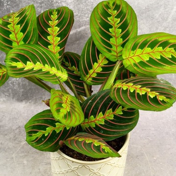 Maranta leuconeura RED STRIPE przepiękna D12cm idealna na prezent