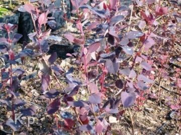 Барбарис обыкновенный 'Атропурпуреа' (Berberis vulgaris) - саженцы 60 - 90 см