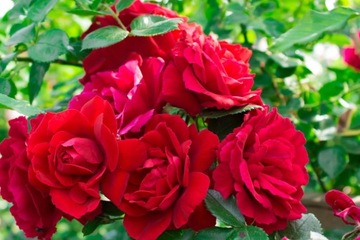 Высокая красная плетистая роза.