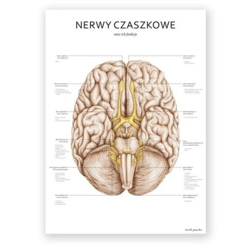 Plansza tablica anatomiczna plakat nerwy czaszkowe