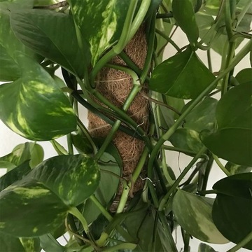 Булавки для цветочных композиций Greening U Flower 100 шт.