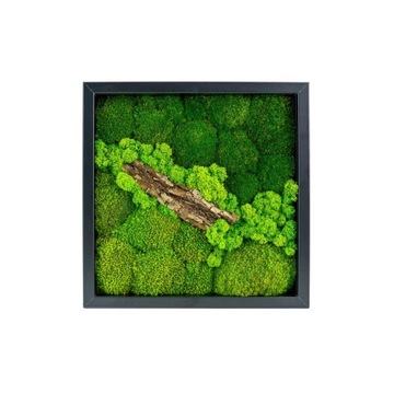 KAWAŁEK LASU Obraz z mchu CZARNA RAMA 25x25CM