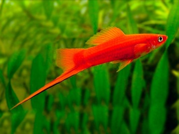 Mieczyk Hellera - Xiphophorus hellerii