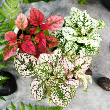 Hypoestes Phyllostachya -ZESTAW MIX Roślin - Kolorowe Niedośpiany 3 Odmiany