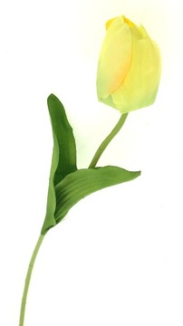 ОДИНОЧНЫЙ ТЮЛЬПАН 47 см