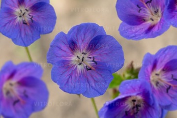 Bodziszek HIMALAJSKI cudnie kwitnie NiebieskoFiolet Geranium himalayense