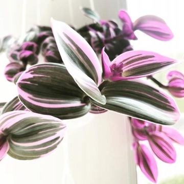 Trzykrotka Trójbarwna Nanouk Fioletowa Tradescantia