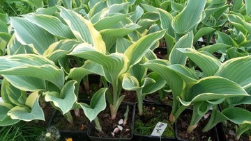 Funkia Regal Splendor HOSTA DO OGRODU I OCZKA