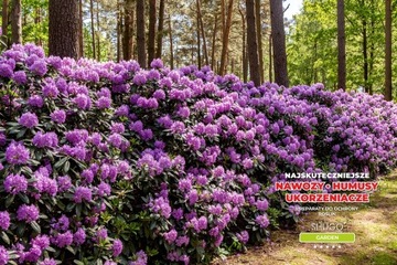 Удобрение для рододендрона и гортензии 5 кг SHUGO