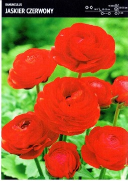 Cebulka Jaskier CZERWONY Ranunculus 5 szt