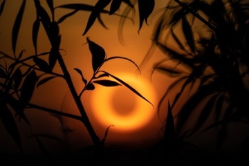 TTArtisan 250mm F5.6 Reflex M42 Пончик с боке