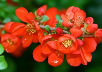 АЙВА ЯПОНСКАЯ CHAENOMELES JAPONICA 20 СЕМЯН