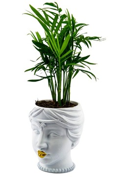 Хамедора Chamaeodorea коралловая пальма ЛЕС В БАНКЕ