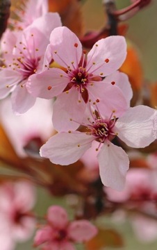 НАБОР ШАРИКОВ ДЛЯ ВАННЫ 7x70г ШАР ВИШНЕВОГО ЦВЕТКА