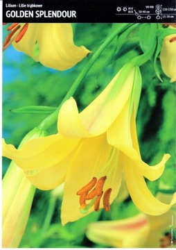 Cebulka Lilia Trąbkowa Golden Splendour 1 szt