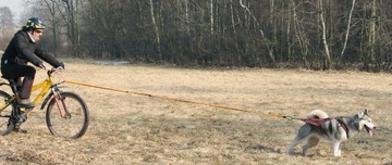 HIFICA SKI BIKE 3.2 PA 40 +Q Веревка с амортизированным поводком, лыжи, велосипед для скиджоринга