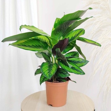 Kalatea Calathea 'Beauty star' idelana na prezent WZORZYSTE liście