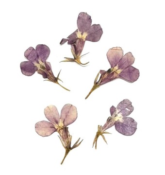 OZDOBA DEKORACYJNE SUSZONE KWIATKI PŁATKI DO ZDOBIEŃ PAZNOKCI DIY