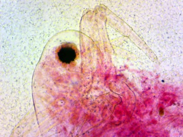 DLT-Cam Basic 2-мегапиксельная камера для микроскопа с USB 2.0