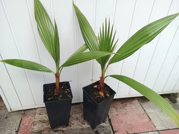 PALMA WASHINGTONIA ROBUSTA, WASZYNGTONIA ROBUSTA SADZONKA