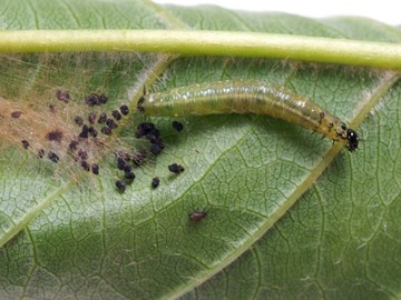 НИМАЗАЛ Т/С ПРЕПАРАТ ОТ ЗЕМЛЯНЫХ МЯСОВ, других вредителей, опрыскивание декоративных растений