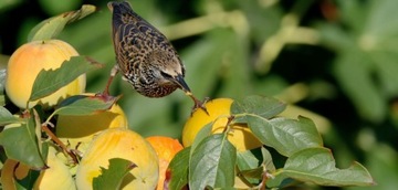 СЕТКА ДЛЯ ПТИЦ ЗАЩИТА ДЕРЕВЬЕВ от птиц 10Х10М