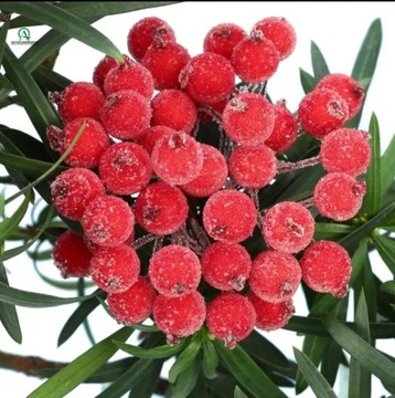 FROST RED ИСКУССТВЕННАЯ Рябина, 20 шт, НАБОР, ЕЛОЧНЫЕ УКРАШЕНИЯ, БЕЗУШКИ