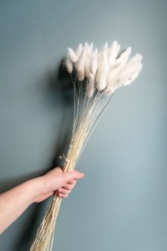 Хвост кролика, Яйцеклетка сушеный лагурус, БЕЛЫЙ, ПУШИСТЫЙ ХВОСТ ЗАЙКИ