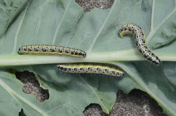 НИМАЗАЛ Т/С ПРЕПАРАТ ОТ ЗЕМЛЯНЫХ МЯСОВ, других вредителей, опрыскивание декоративных растений
