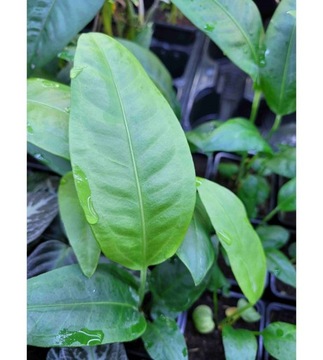 Anthurium scolopendrinum