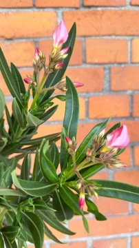Oleander Różowy/biały roślina na pełne słońce| Piękne kwiaty !