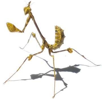 Gongylus Gongylodes Mantis Lies L2-3