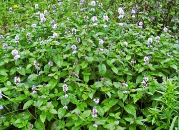 Водяная мята Mentha aquatica для пруда