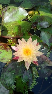 Lilia Wodna Nymphaea 