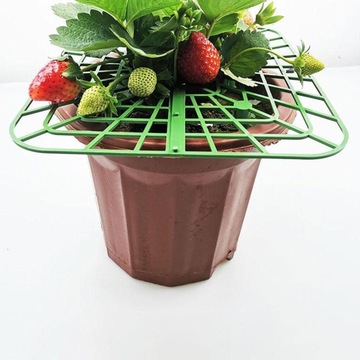 10 подставок для клубники, подставки для клубники