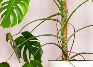 ПОДДЕРЖКА КОКОСОВЫЙ СТОЙКА 60 СМ ДЛЯ ЦВЕТОЧНОГО РАСТЕНИЯ «МОНСТР» 1 шт.