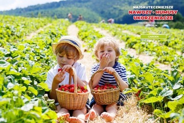 Премиальное удобрение для клубники 25 кг SHUGO