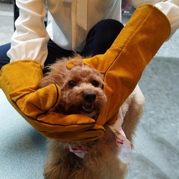 ЗАЩИТНЫЕ ПЕРЧАТКИ ОТ УКУСА КОШЕК