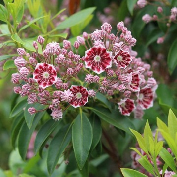 Kalmia szerokolistna Minuet