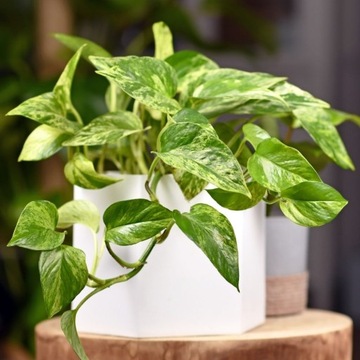 Субстрат MIX - Почва - Для ЗЕЛЕНЫХ Растений ПРЕМИУМ Green Paradise Mixure