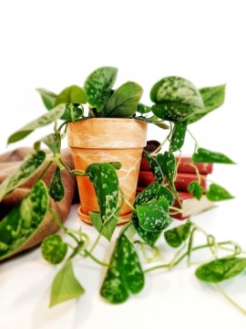 20 х 17 см Терракота -горшок с подставкой